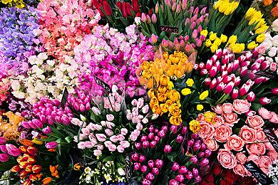 《苏菲的炼金工房2》角色介绍：炼金术士普拉芙妲