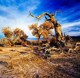 新《战地》中国区注册开启 注册流程公开